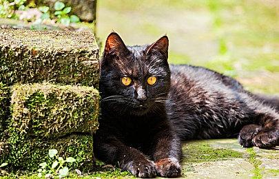 《冬日计划2.0：小屋发烧》即将登陆Epic Games商店 9月18日至25日限时免费！